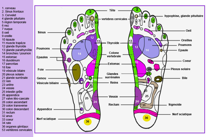 le pied réflexologie plantaire